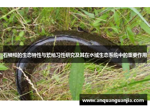 石鳞鳗的生态特性与繁殖习性研究及其在水域生态系统中的重要作用